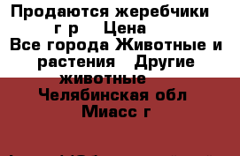 Продаются жеребчики 14,15 16 г.р  › Цена ­ 177 000 - Все города Животные и растения » Другие животные   . Челябинская обл.,Миасс г.